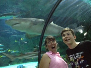 the sharks at SeaWorld